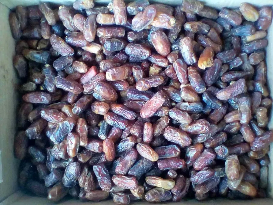 خرمای پیارم؛ خرمای نیمه خشک هرمزگان