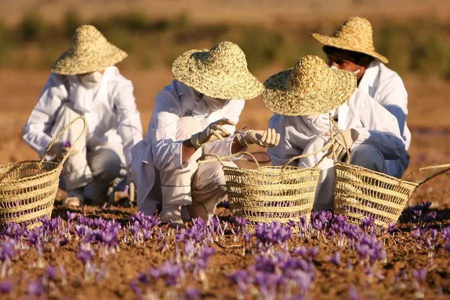 مزرعه زعفران تربت حیدریه؛ برداشت طلای سرخ