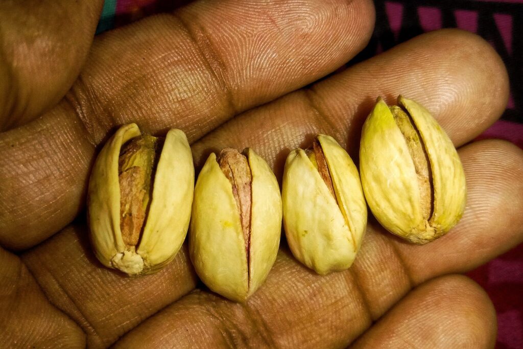 ۶ نکته طلایی برای نگهداری پسته و جلوگیری از کهنه شدن: ظرف مناسب، دما، رطوبت، یخچال یا فریزر و...