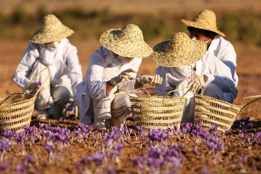۳ روش صحیح دم کردن زعفران (سرد، یخ و آسیاب) برای رنگ و عطر بهتر، نکات نگهداری + راهنمای خرید زعفران.