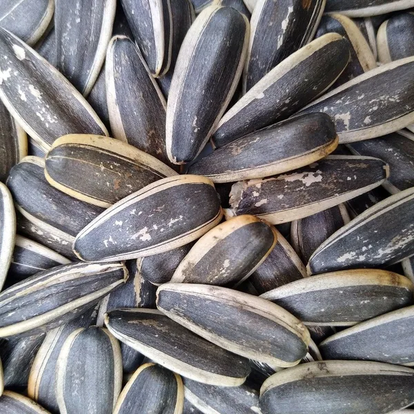 تخمه